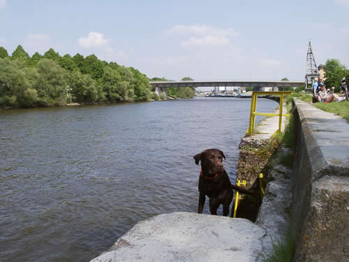 Hund an der Donau