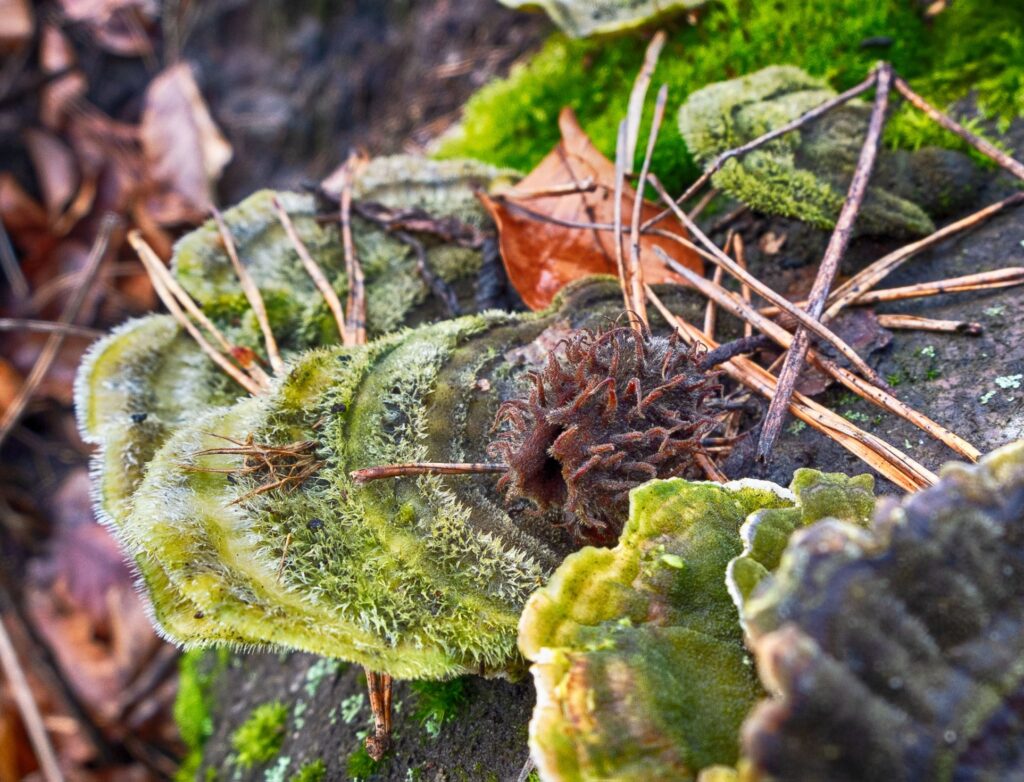 Naturschönheit. Foto: MH Naturschönheit. Foto: MH