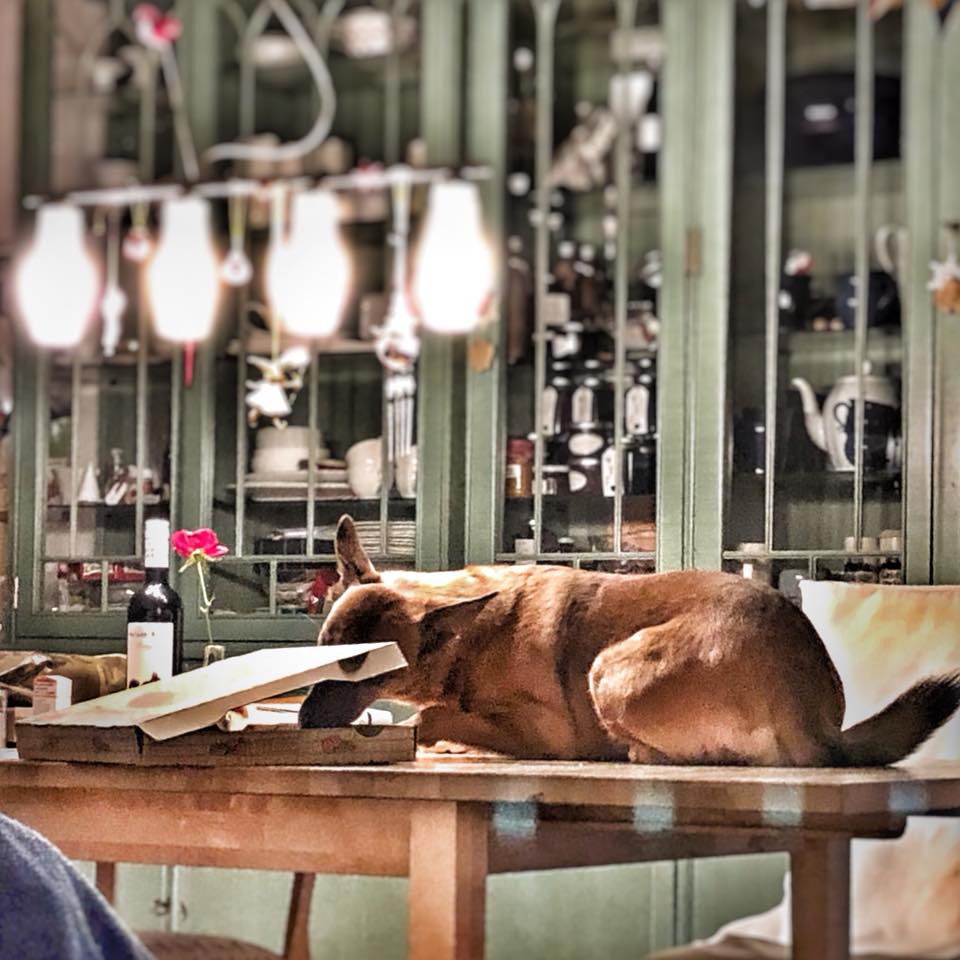 https://hoerbar.nmz.de/2024/03/benjamin-schaefer-power/ Der Hund und die Pizza. Foto: MH
