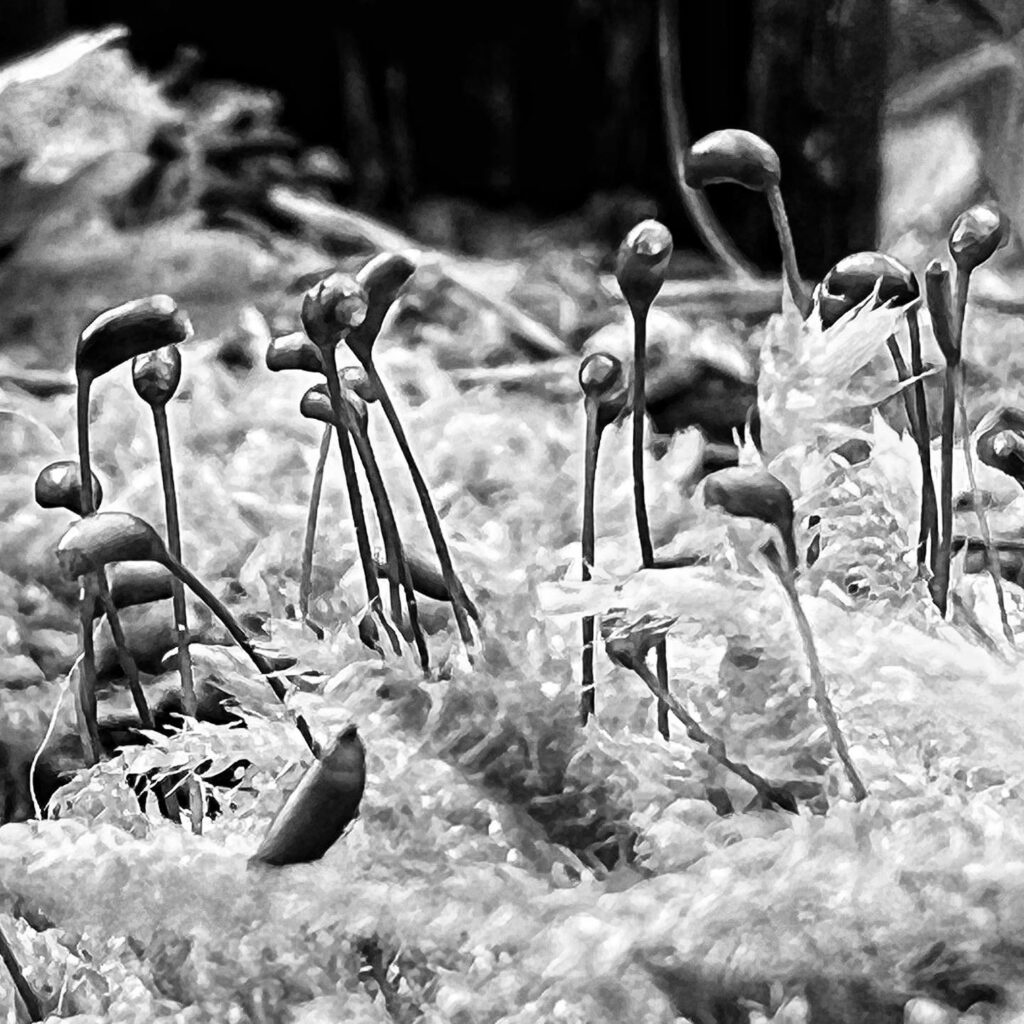 noten biologisch noten biologisch. Foto Hufner