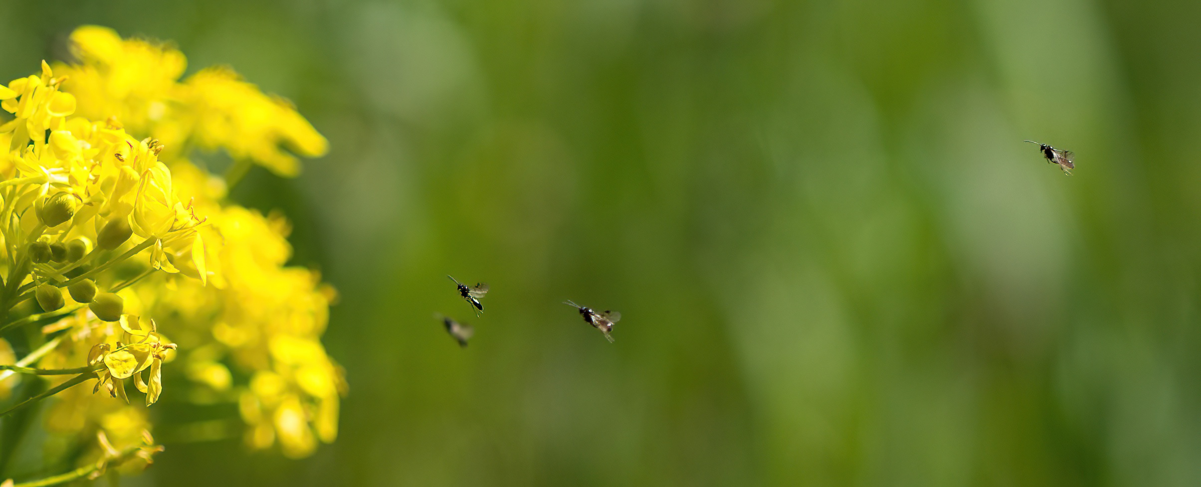 schnappschuss. Foto: Hufnerocus